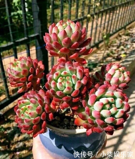 学会3招,多肉养成“手捧花”,七夕情人节,最漂亮的礼物!