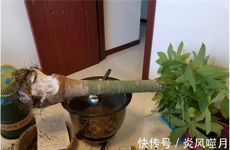 发财树黄叶,掉叶子?都是2个“小疏忽”,看看你犯了没有