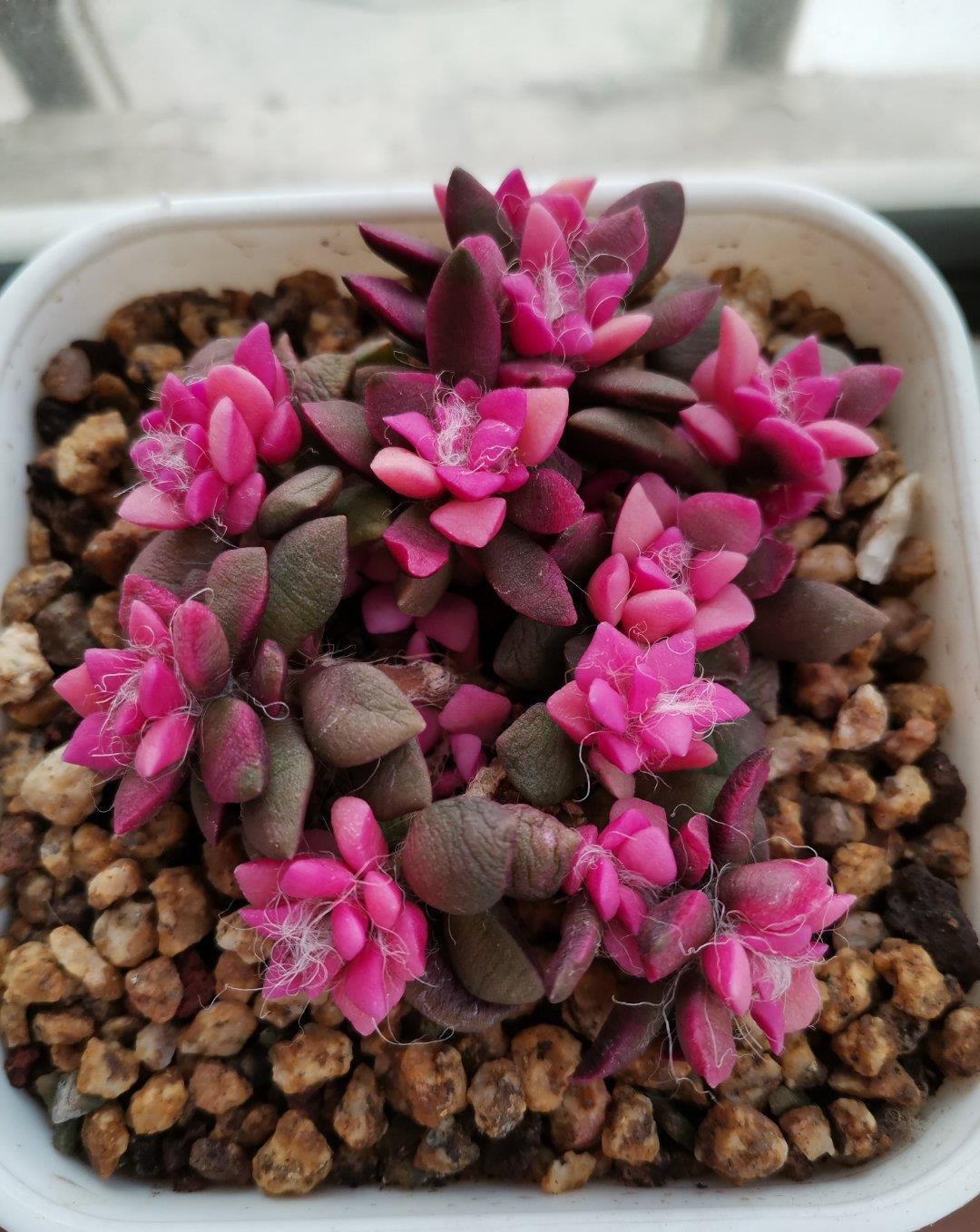 多肉|露养的多肉没状态,满足“三条件”,上色快,还容易爆小崽