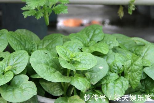 蚕菜蚕菜|女人不想大肚子,水桶腰,3种蔬菜,减肥瘦身,刮油,甩掉大肚腩