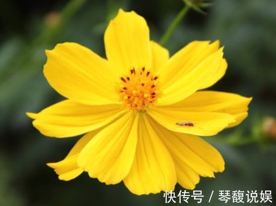 陆莲花|喜欢牡丹,不妨养“珍稀玫瑰”宠爱小姐,金蕊红衣,清奇美丽!