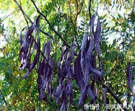 洗头|这个树农村遍地都是,浑身都是宝,用它洗头又干净又健康!