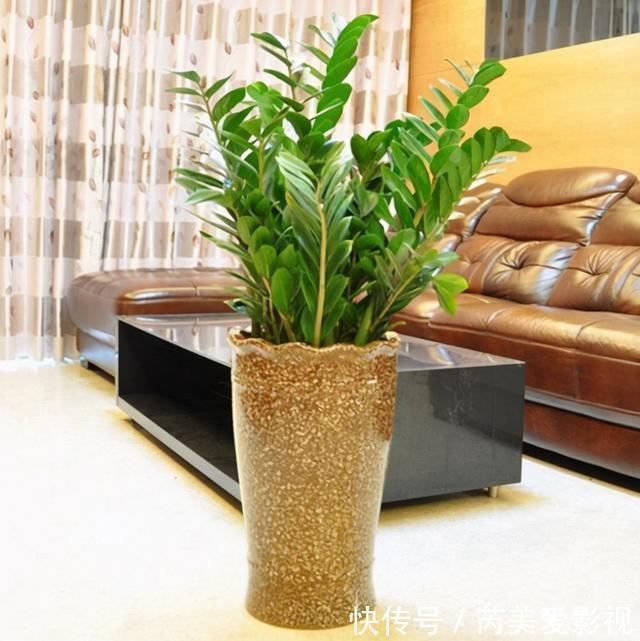 金钱树有“3怕2不喜”,难怪越养越稀疏,从不长新芽