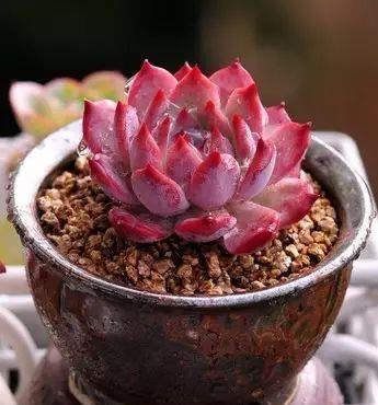 养3种花不要浇水在花叶上,轻则变丑重则腐烂,新手花友要注意