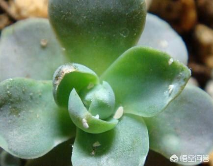 养多肉，遇上“蚧壳虫”来袭，如何解决？