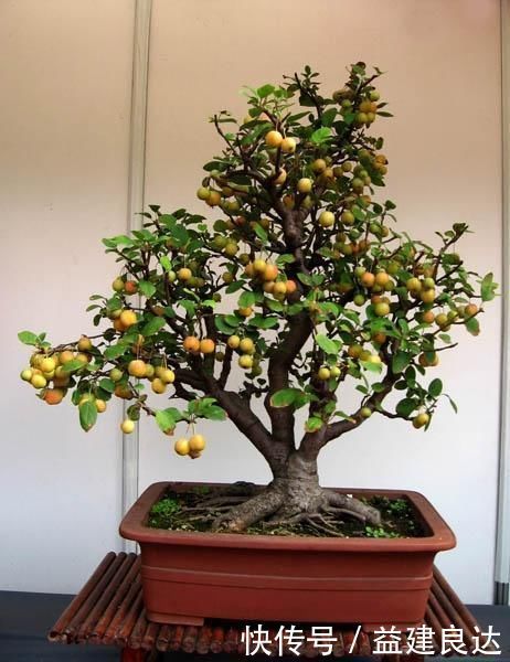 极品水果盆景,这辈子能有一盆,就值了