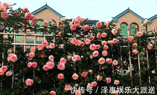 肥料|抓住月季花的“开花季”,做好“1点”,一次开爆“上千朵”