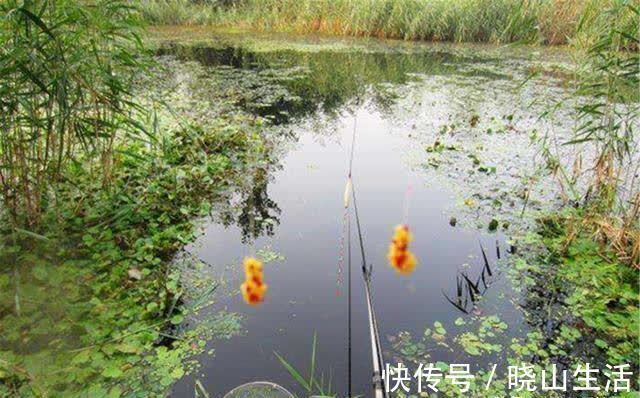 酒米|春钓大板鲫，民间这两种钓法最优秀，钓大鲫鱼更容易