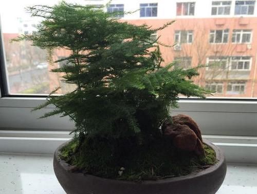  盆栽|冬天，室内的文竹盆栽呼呼地黄叶该怎么办？哪里操作不当了？