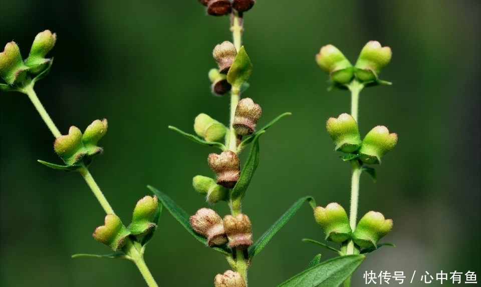 农村一种“苦草”，曾是李时珍的救命药，与黄连齐名，止咳有奇效