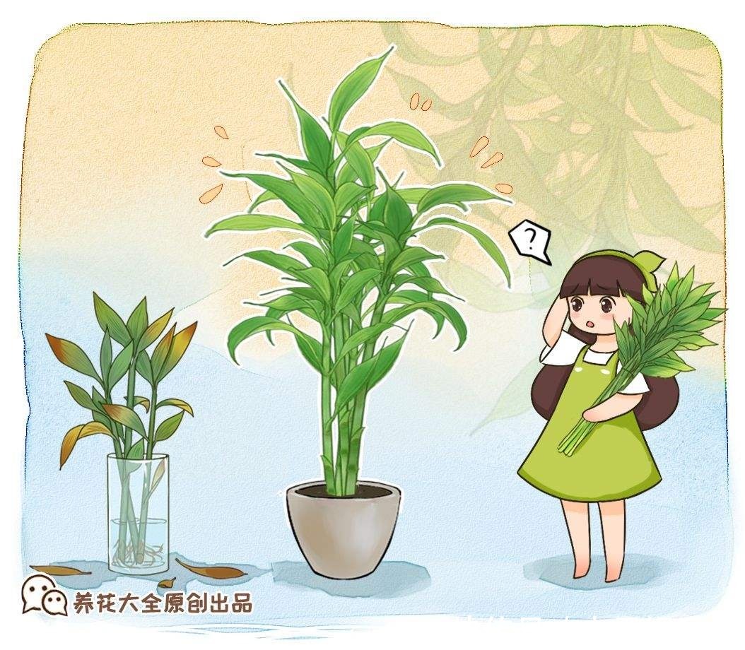 橡皮树“一枝冲天”,赶紧砍一刀,半月憋出不少新芽