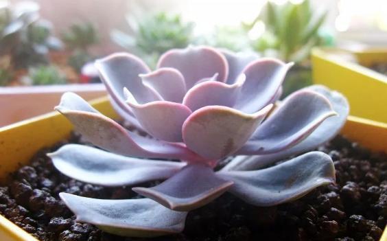 浆果|多肉雅乐之舞、紫珍珠、浆果,颜值爆表,养护却不难!