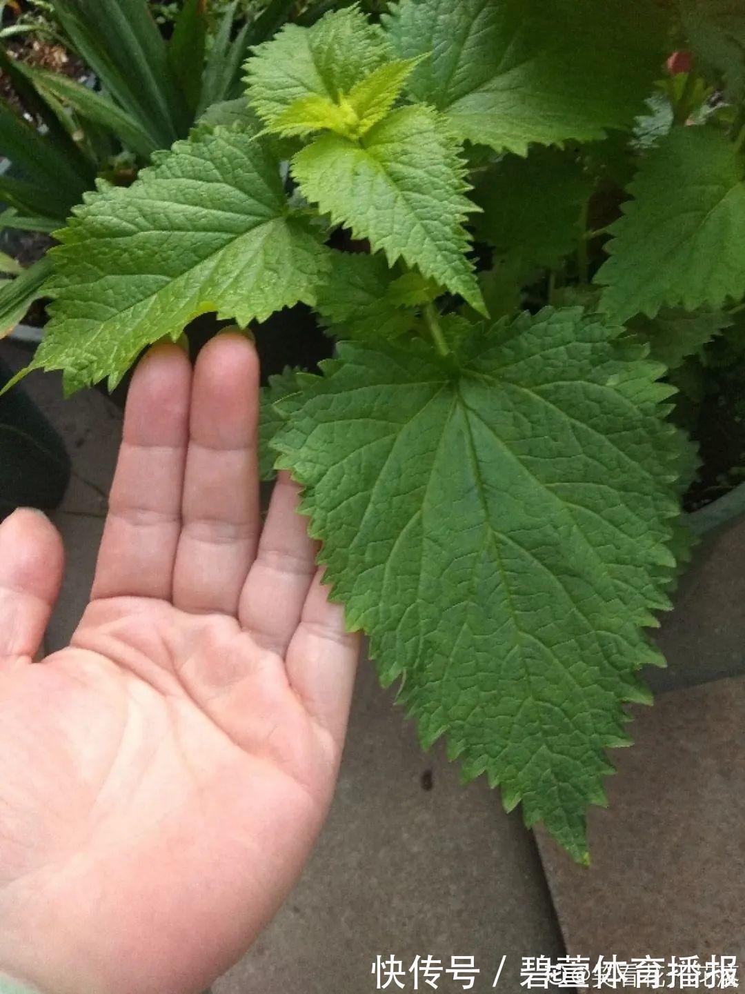 7种花插土里,立马长满院子,蚊虫不敢靠近!