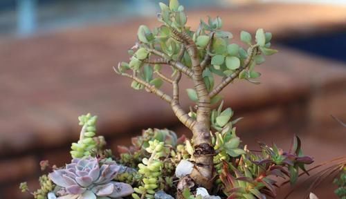 塑造|适合布置成盆景的几种多肉植物,可以塑造合适形态,不用频繁给水