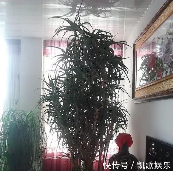 浇水|10年芦荟老桩,做成盆景超级好看,观赏价值特别高