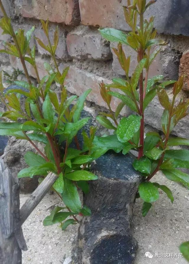 1种果树剪根枝，插土里就活，当年就能挂果，压弯枝！