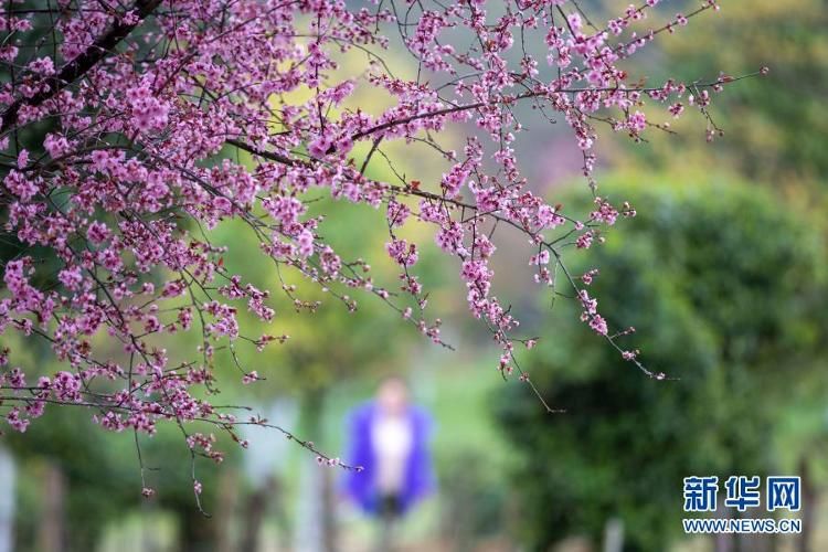 花开游客来