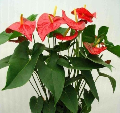  摆放在家里|养此3种花，花朵碗口大，养1盆上档次，亲戚、朋友都喜欢