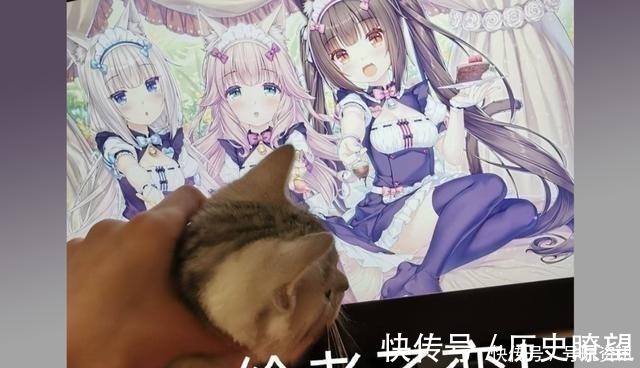 兽耳娘|想让猫咪变成人变是不可能的，但画师可以将其画出来！