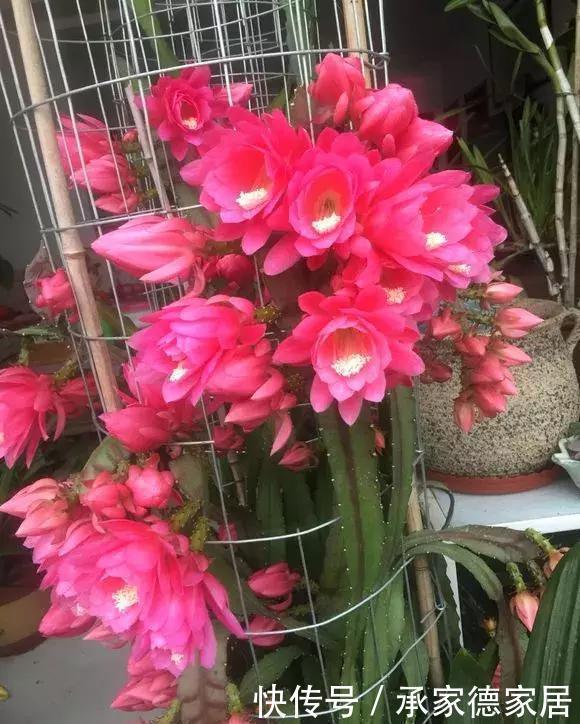 柚子皮|邻居浇花从不用清水,2种营养水浇灌,养啥花都爆盆