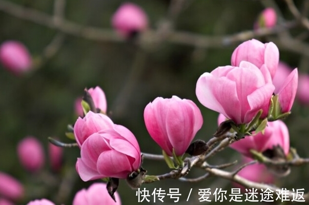 此花是教师节流行的花,代表着高尚的灵魂,但是还是有别样的风情