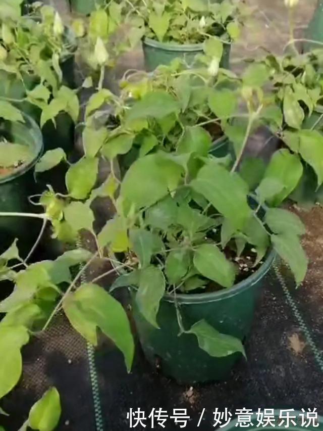 花园三宝中,月季和铁线莲是黄金搭档,怎么配都美!