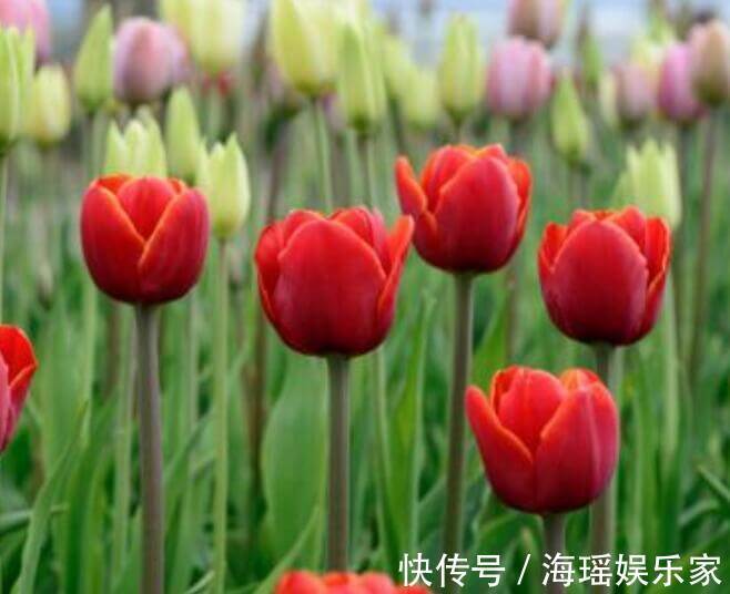 喜欢养菊花,还不如养一盆郁金香,叶色素雅