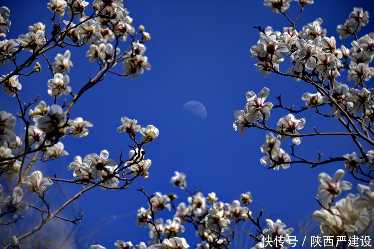 老年|新虹口花园的玉兰花开了【严建设】