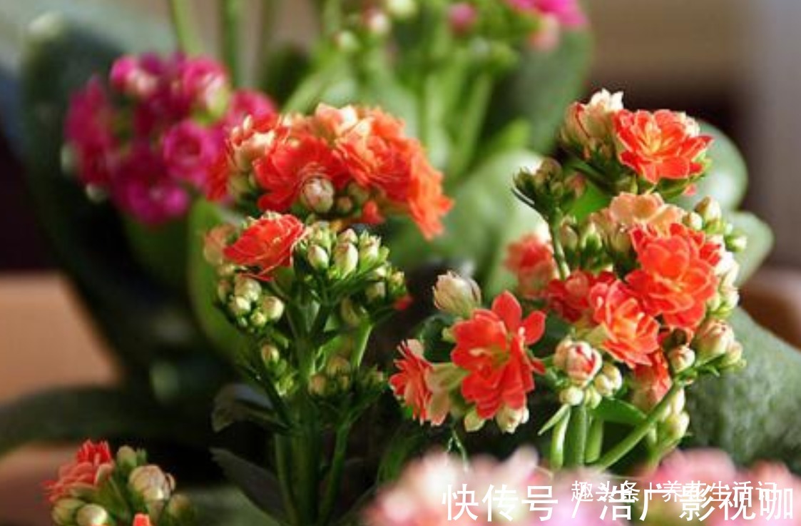 浇水|长寿花“浇水”方法,学会后根系不腐烂,生长状态好!