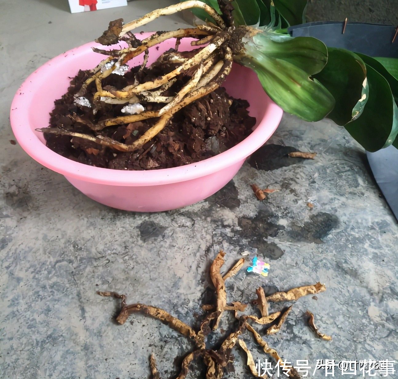 4月给君子兰翻盆，3事不做白费劲，整年长势受影响