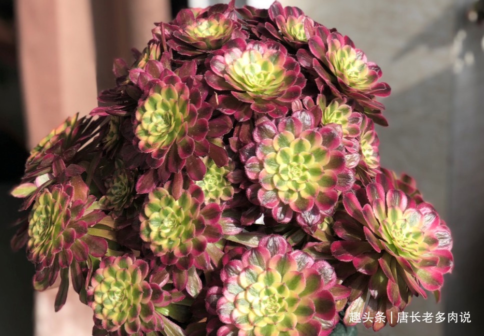 法师多肉一碰就掉叶子两种原因和对应的处理方法，看看就学会了