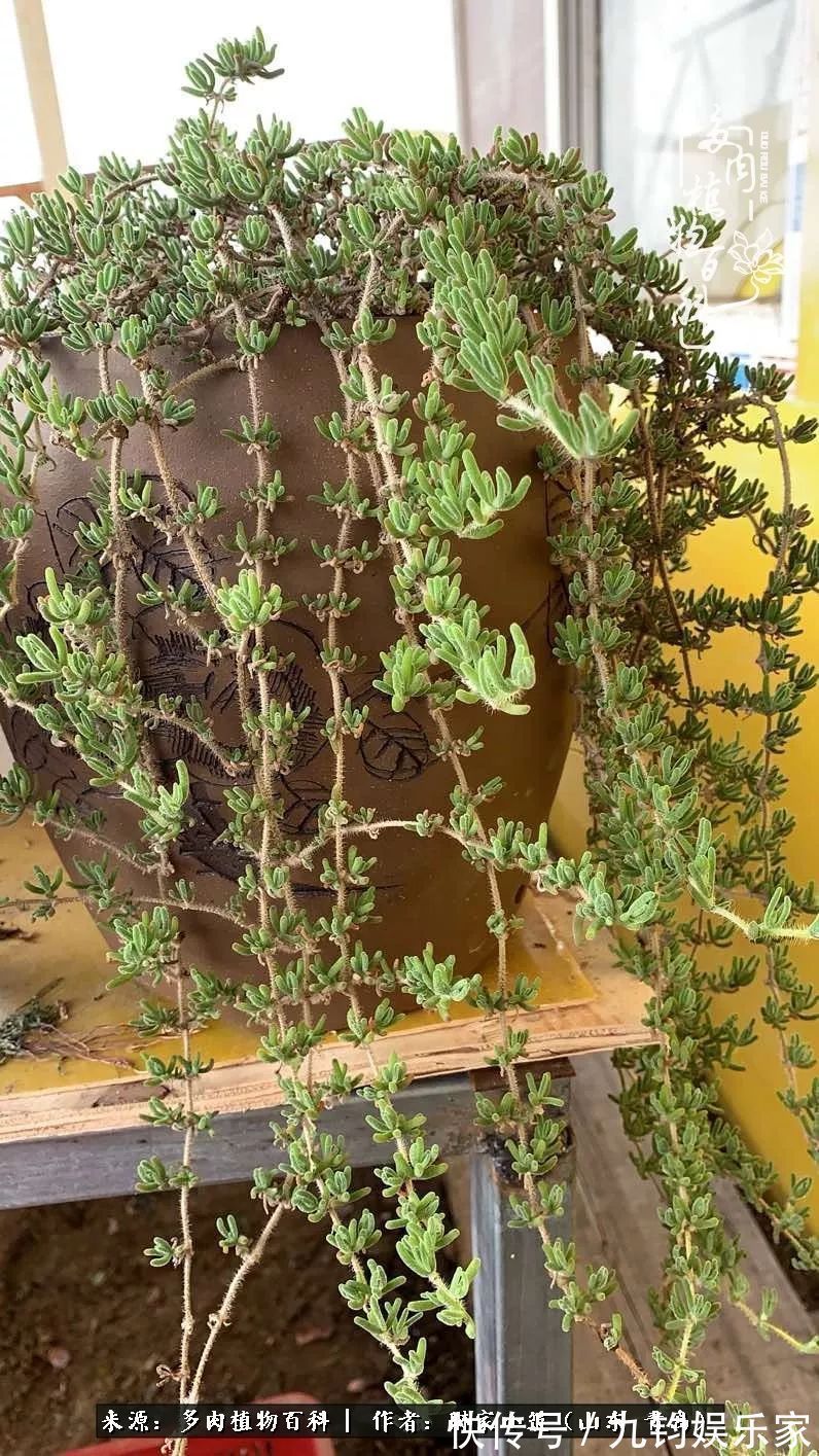 多肉住进暖棚,坦然越冬,放肆浇水,这个冬天有点甜!