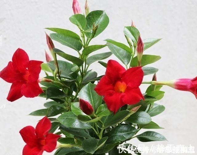 适应能力|养花怕养不好就选三种花，有土有水就行，随手一养就爆盆！