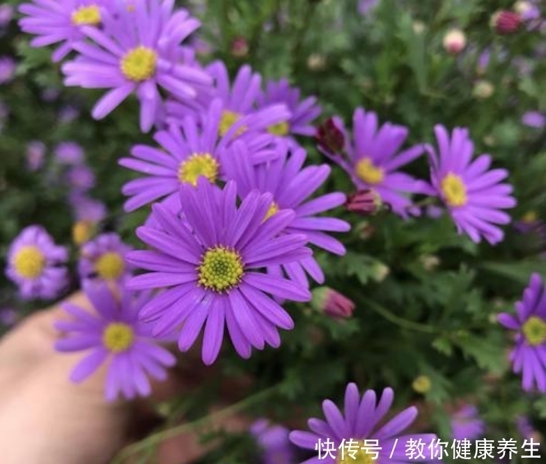 草花|6月扦插走起，5种草花插一盆活一盆，成活就能爆花