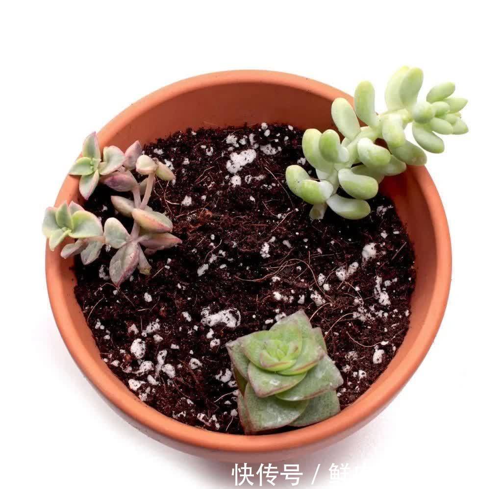 养多肉该不该砍头,什么时候砍头合适?