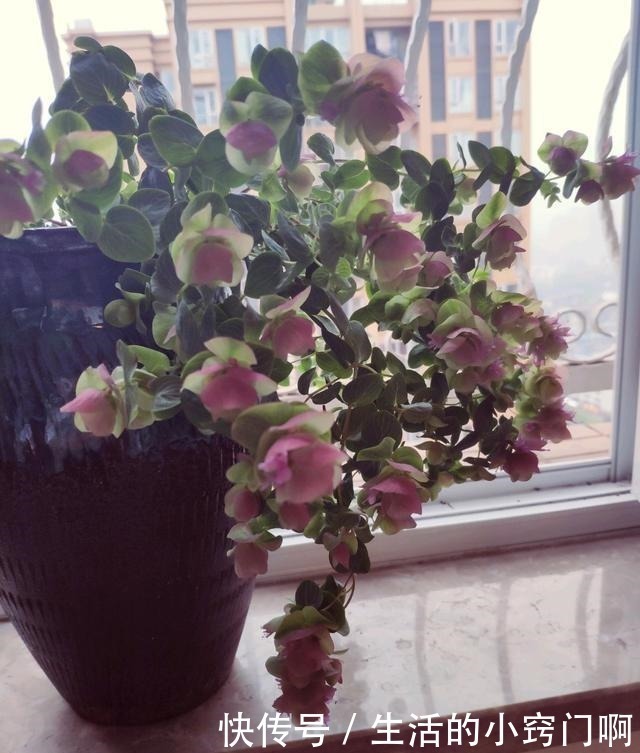 香气|此新型“网红”盆栽,花叶俱美,香气四溢,种植容易,很值得栽培!
