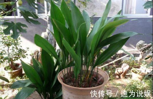 好看似兰花，比绿萝好养10倍，养盆一叶兰，年年挤爆盆