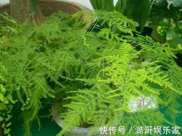 文竹|文竹黄叶不要慌，这“3种”物品，兑水浇盆里，黄叶全不见！