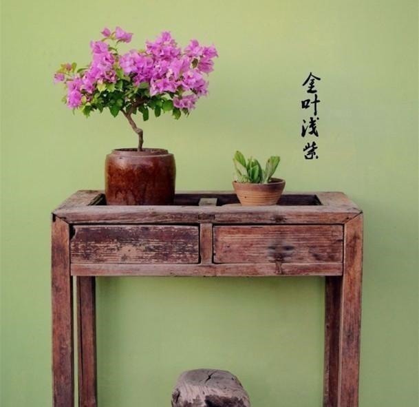 养三角梅的最高境界,看得我直流口水!养三角梅的最高境界,看得我直流口水!