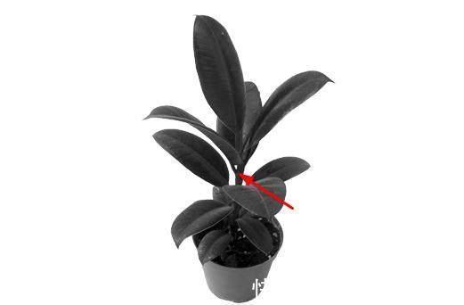 修剪|橡皮树越长越高怎么办，像这样修剪一下会长得更好哦