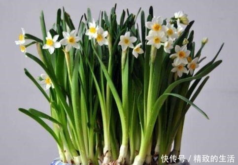 室内养水仙花,别和水壶放一块,水变“毒水”,别忽视!