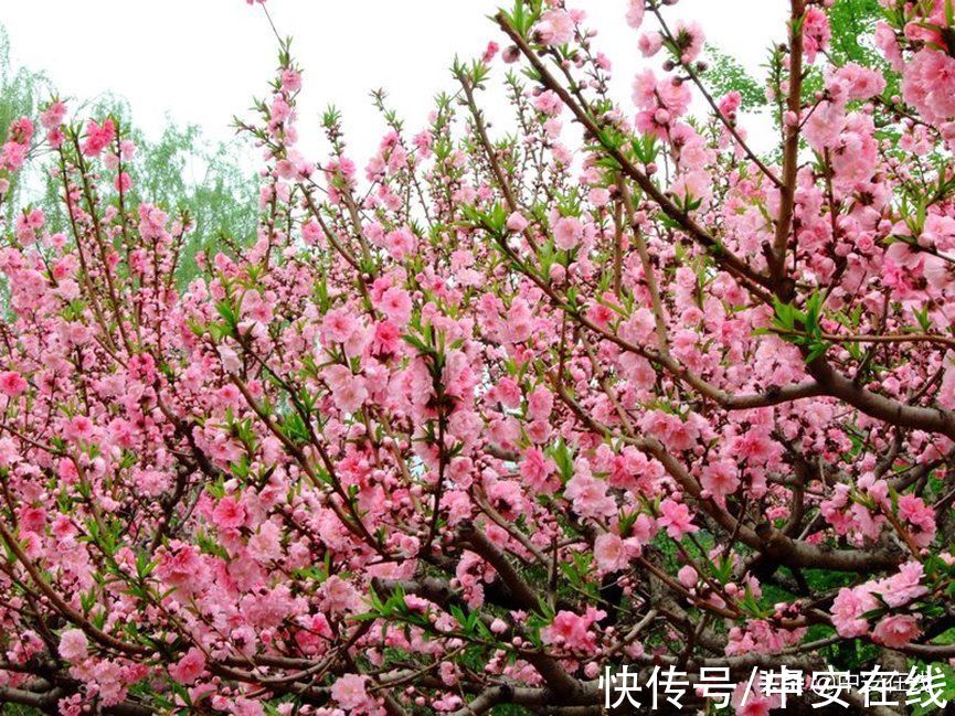 花瓣|超美！阜阳全年“赏花地图”出炉！建议收藏→