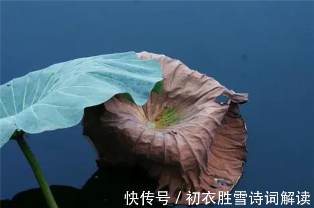 中國文化#賞讀李漁荷花兩篇:冷然一陣荷香過,是花是葉,分他不破
