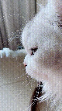 |搞笑GIF趣图大家来看看我家的猫,这颜值是什么级别的!