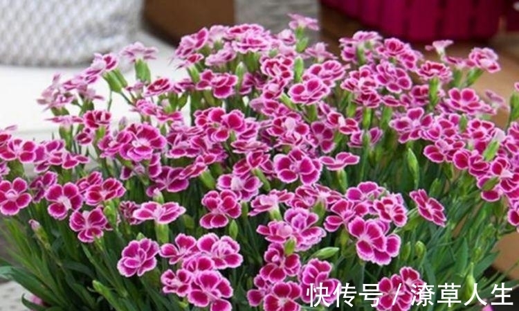 养花就养4种花,家里养一盆,开花漂亮花期长,不易生病好养护