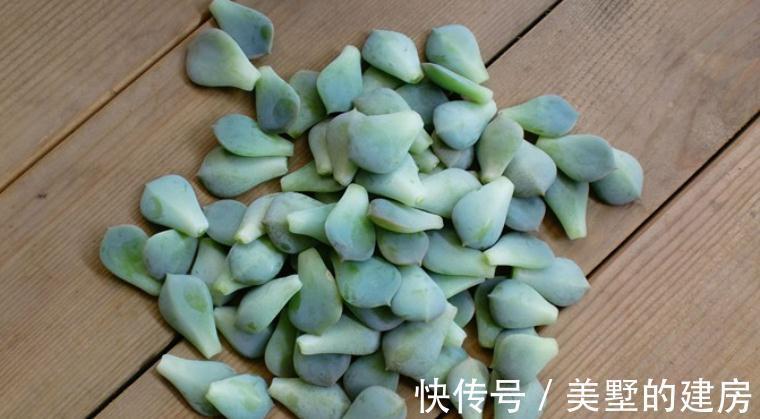 多肉|这3种扦插方式成功率高，新人肉友抓紧时间学吧，好用又好操作