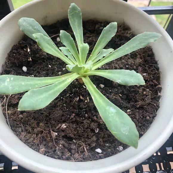 5种花现在插土里,下个月就开花,再热也不怕,别错过了