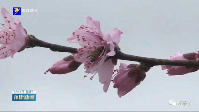 春风十里桃花灼灼，一起来赏花吧！