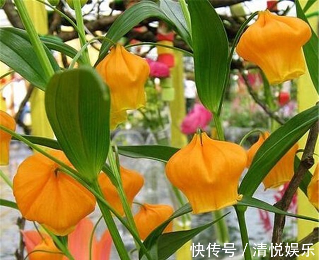 新手养花,适合养一盆“阳台精品”宫灯百合,温文尔雅,花开饱满