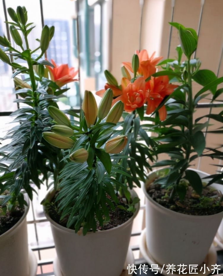 专家|卧室养绿植净化空气?不要盲目信“专家”,看看这几点你就明白了